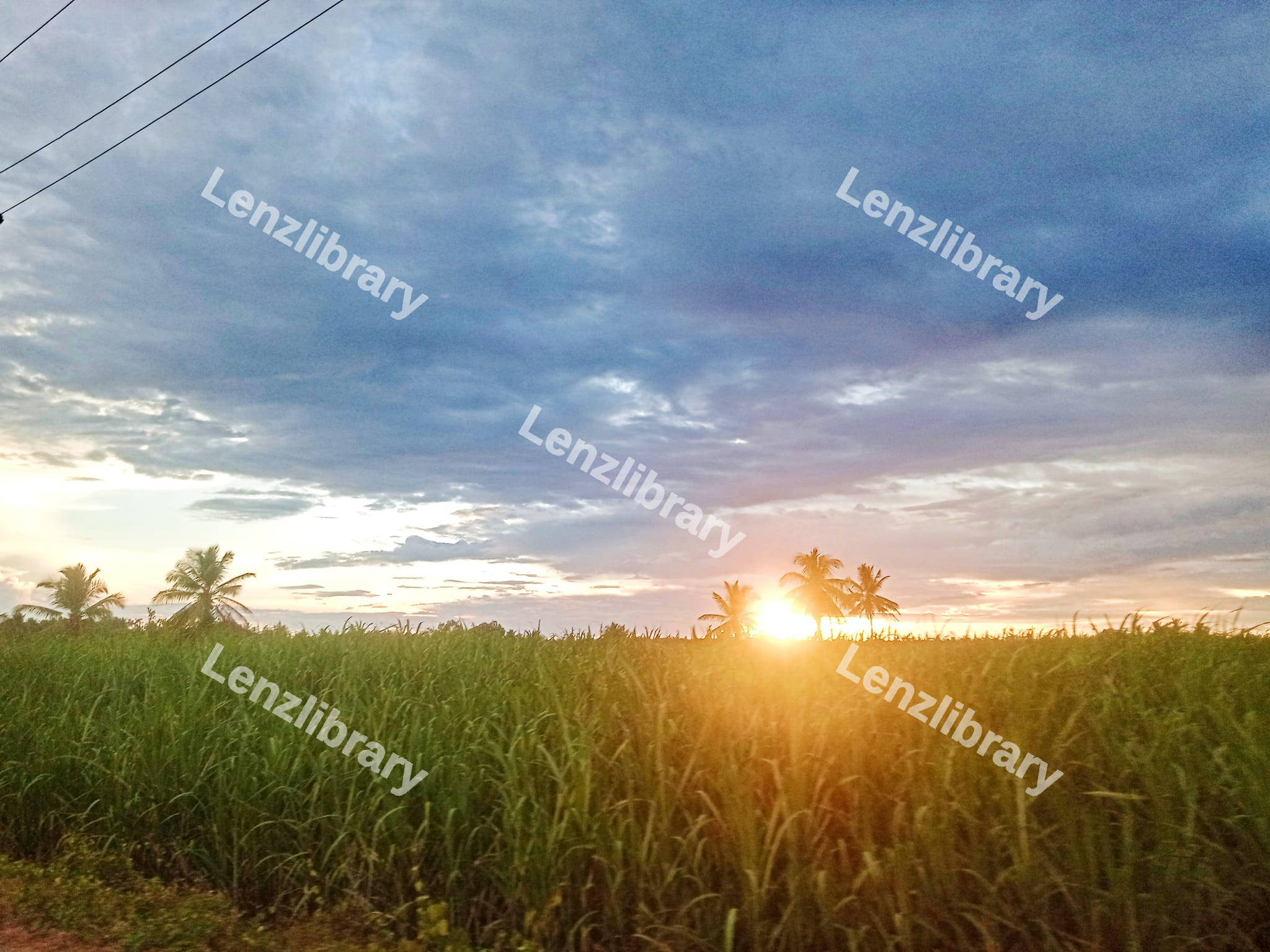 Beautiful sunrise in a field